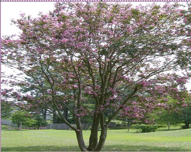 高价收购紫薇树，青枫树，桂花树等